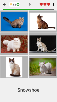 Gatti - Foto-quiz sulle razze