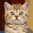 Scaricare  Cat sounds - play with cats