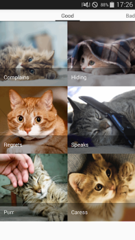 Scaricare Cat sounds - play with cats Intrattenimento per Android Screenshot 2