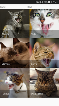 Scaricare Cat sounds - play with cats Intrattenimento per Android Screenshot 4