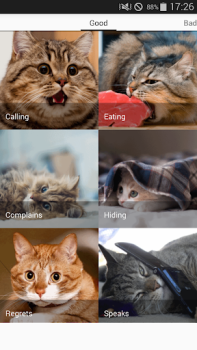 Scaricare Cat sounds - play with cats Intrattenimento per Android Screenshot 5