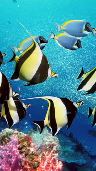 Scaricare Sfondi Animati Acquario Personalizzazione per Android Screenshot 2