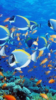 Scaricare Sfondi Animati Acquario Personalizzazione per Android Screenshot 5