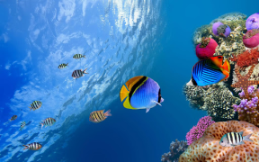 Scaricare Sfondi Animati Acquario Personalizzazione per Android Screenshot 6