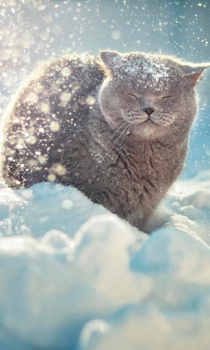 Scaricare Falling Snow Live Wallpaper (live background) Personalizzazione per Android Screenshot 3