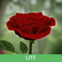 Scaricare  3D Rose Live Wallpaper Lite