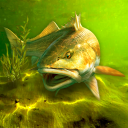 Scaricare My Fishing World