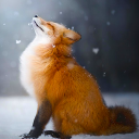 Scaricare  Talking Fox