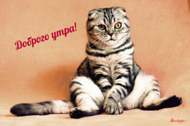 Scaricare Прикольные с добрым утром Intrattenimento per Android Screenshot 3