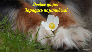 Scaricare Прикольные с добрым утром Intrattenimento per Android Screenshot 7